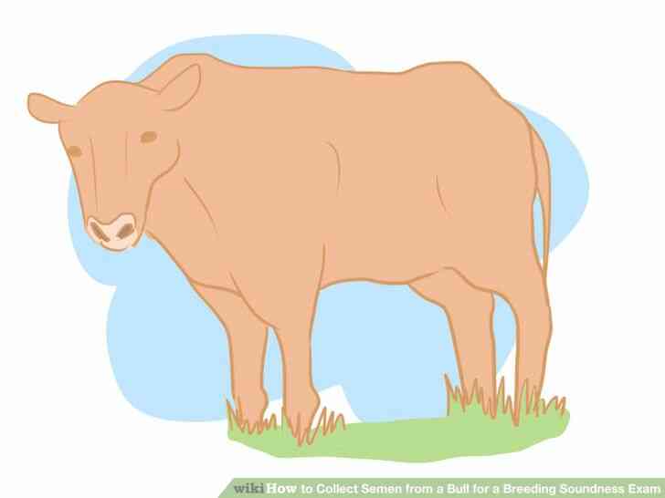 Image intitulée Recueillir le Sperme d